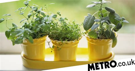 How To Keep Supermarket Herb Pots Alive And Help Them Thrive Metro News