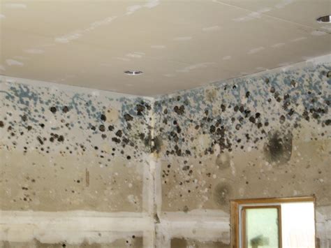 mold  mildew hgtv