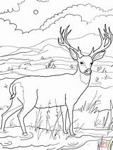 Deer Buck Hirsch Mule Ausmalbild Reh Blacktail Elk Landscape Colorati Woods Designlooter Webstockreview sketch template
