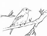 Coloring Bluebird Bird Blue Drawing Pages Printable Print Realistic Eastern Male Birds Drawings Kids Starts Jay Bell Samanthasbell Coloringbay Getdrawings sketch template