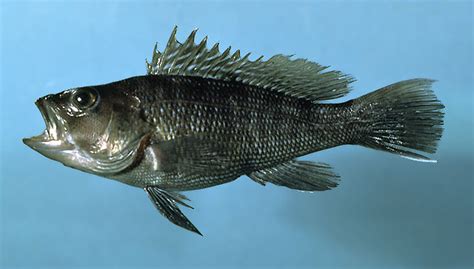 Centropristis Striata Black Sea Bass Labrus Striatus