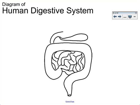 human digestive system drawing  getdrawings