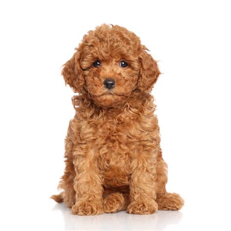 miniature poodle dog breed   mini poodles
