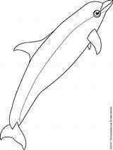 Whale Bottlenose Coloring sketch template