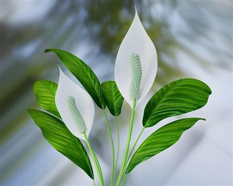 ultimate guide  peace lily plant care spathiphyllum petal republic