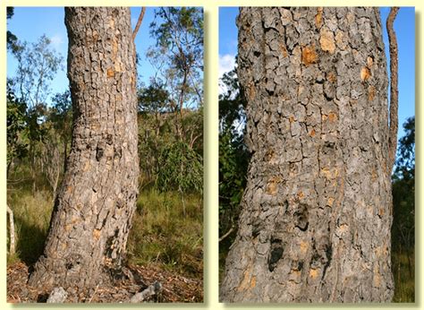 eucalyptus cloeziana