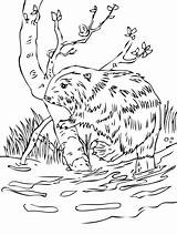 Castor Coloring Beavers Beaver Colorironline Europeo sketch template
