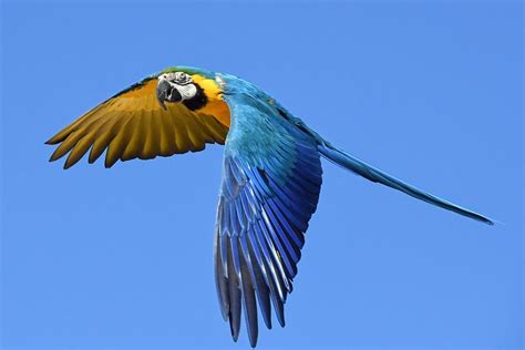 macaw parrot flying rpartyparrot