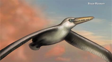 scientists identify largest flying bird  abc chicago