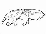 Anteater Coloringbay sketch template