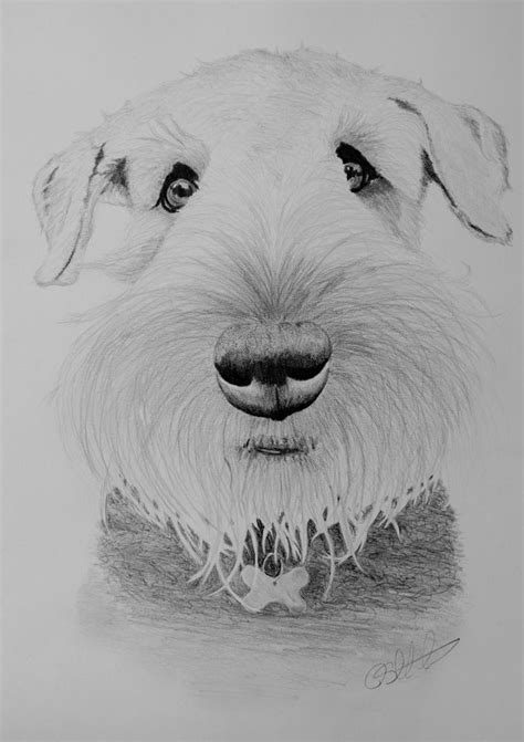 airedale terrier  airedale terrier terrier pet portraits