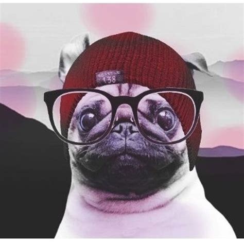 stream hipster pug  listen  songs albums playlists    soundcloud