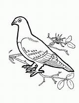 Aves Uccelli Pigeon Colorear Oiseaux Branch Pajaro Salvajes Fauna Passaros Indice sketch template