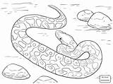 Coloring Rattlesnake Diamondback Getcolorings sketch template