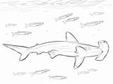 Hammerhai Shark Hammerhead Kategorien sketch template