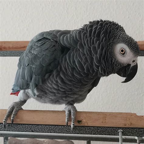 congo african grey  sale terrys parrot farm