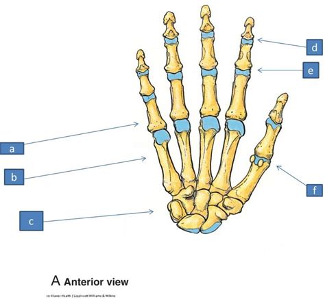 print anatomy block iii wrist  hand flashcards easy notecards