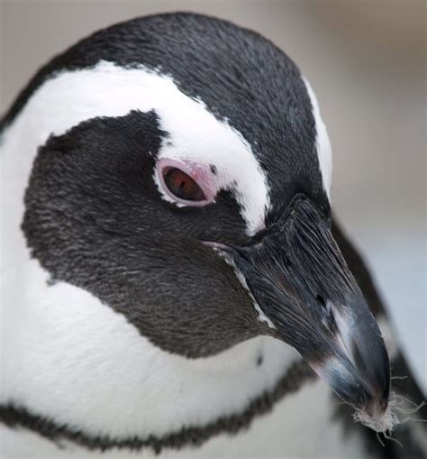 penguins smell penguins blog
