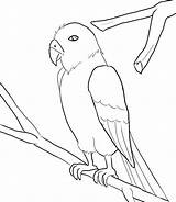 Macaw Coloring Pages Books Categories Similar Library sketch template