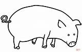 Schwein Pig Zum Ausmalbild sketch template