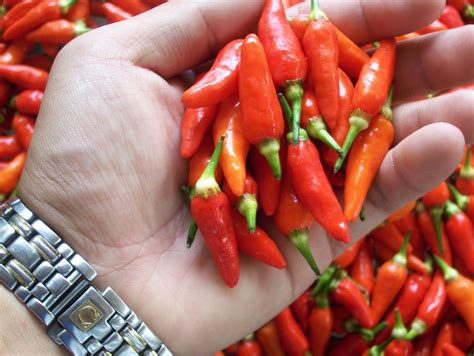 the nature s market philippine chili peppers tagalog