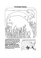 Manatee Coloring Pages Indian West sketch template
