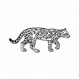 Coloring Ocelot Popular Coloringhome sketch template