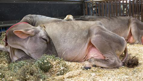 Cows Need Their Beauty Sleep