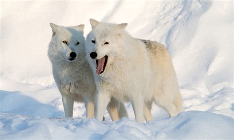 arctic wolf animals lover