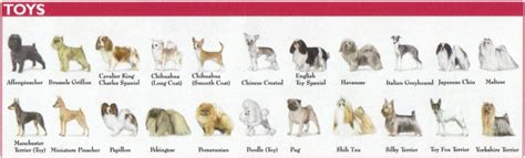 dog breed groups explained american kennel club