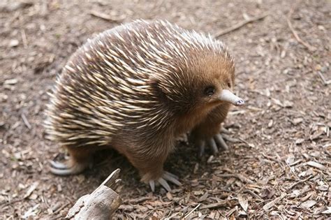 lesser  facts  echidnas answersafricacom