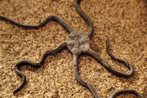 nature photography  facts brittle star