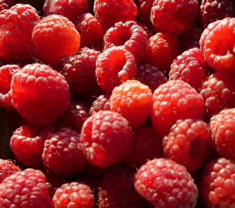 red raspberries red raspberry raspberry red