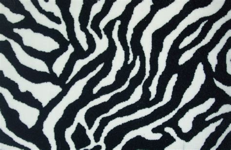 zebra print funny animals