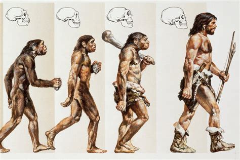What Will Humans Look Like 10 000 100 000 Years From Now Answer By