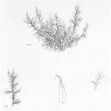 Moss Drawing Mosses Botanical Illustrations Bryophytes Wooly Fringe Rough Beautiful Drawings Pencil Paintingvalley Lizzie Harper Lizzieharper sketch template