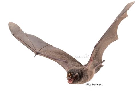 wingless fly penicillidia  attaches  bats