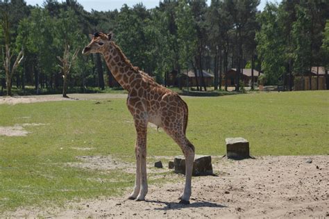 girafje geboren  safaripark beekse bergen  hilvarenbeek foto bndestemnl