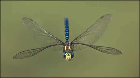species spotlight dragonflies  national park service
