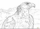 Eagle Coloring Baby Pages Getcolorings Bald Getdrawings Drawing sketch template