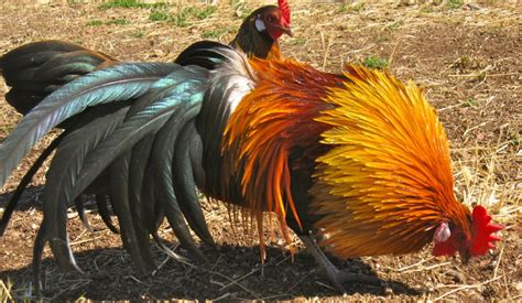 Black Breasted Red Phoenix Bantam Chickens Cackle Hatchery