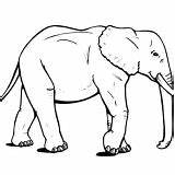 Coloring Elephant African Pages Draw sketch template