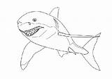 Coloring Pages Shark Sharks Realistic Cartoon Printable Colouring Fish Kids sketch template