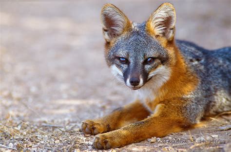 island fox endangered species  subspecies occurs