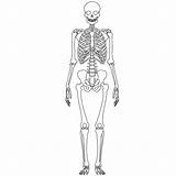 Skeleton Human Skeletal System Diagram Drawing Labels Without Label Bones Anatomy Outline Science Body Labeled Simple Easy Clipart Kids 6th sketch template