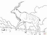Coloring Kudu Pages Springbok Greater Male Antelope African Main Woodland Drawing Print Printable Skip Coloringtop sketch template