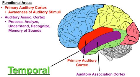 functions   cerebral cortex cerebral cortex fron vrogueco