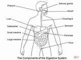 Digestive Digestivo Aparato Lamina Verdauungssystem Imagui Ausmalbild sketch template