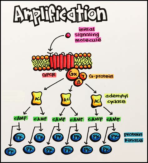 introduction  signal transduction principles  pharmacology study guide