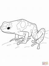 Frog Dart Poison Coloring Pages Yellow Banded Printable Drawing Drawings Blue Dot Supercoloring 06kb 1600px 1200 Popular sketch template